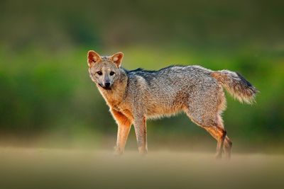 Crab-eating fox walking across grassy area
