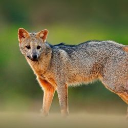 Crab-eating fox walking across grassy area