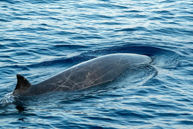Photograph of Cuvier's beaked whale swimming at the surface of the water.