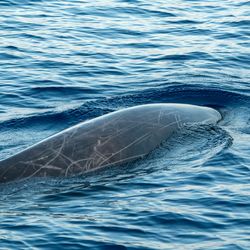 Photograph of Cuvier's beaked whale swimming at the surface of the water.