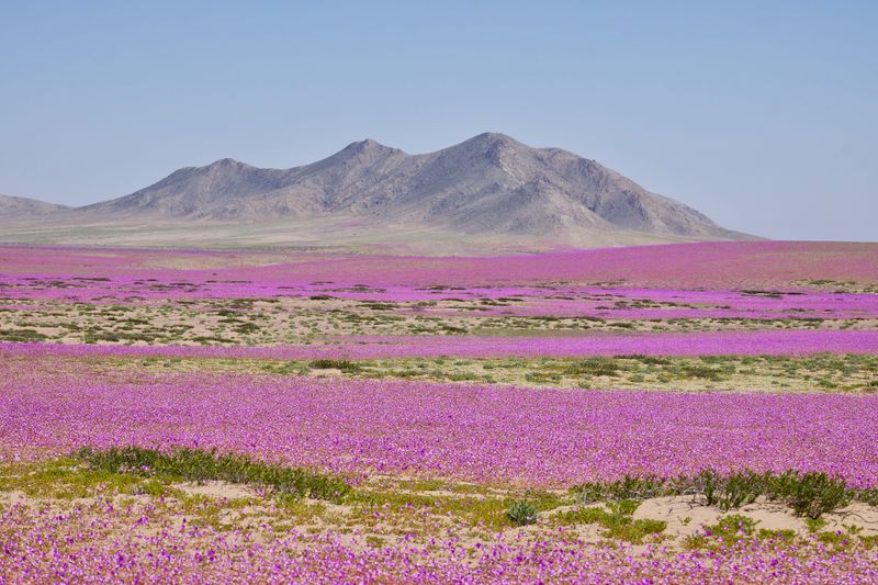 purple flowers covering a vast area in the Atacama Desert, during a desert bloom