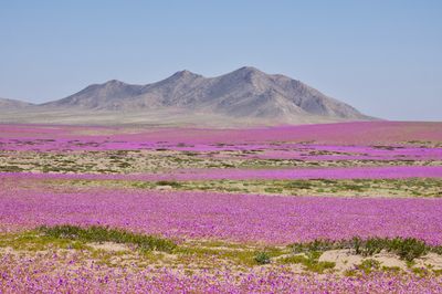 purple flowers covering a vast area in the Atacama Desert, during a desert bloom