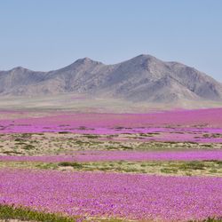 purple flowers covering a vast area in the Atacama Desert, during a desert bloom