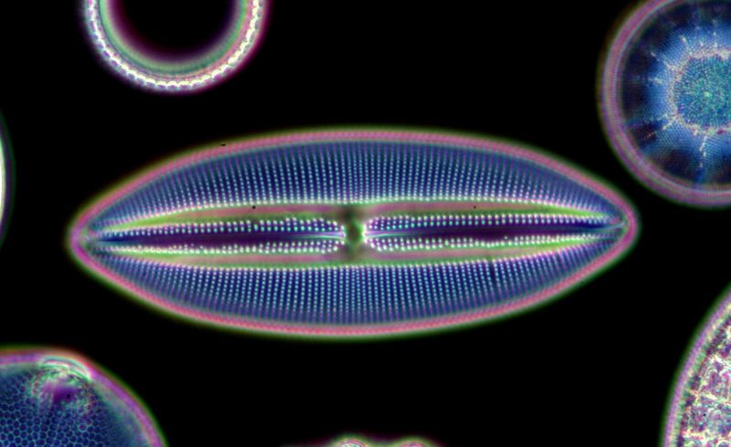A microscope photo of a diatom. It appears as a pill-shaped organism with pinched ends. It's outer membrane is a brownish color and its interior is made up of fine blue lines surrounding a central mass that runs its length. The image has also captured portions of other microorganisms. 