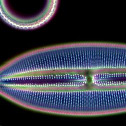 A microscope photo of a diatom. It appears as a pill-shaped organism with pinched ends. It's outer membrane is a brownish color and its interior is made up of fine blue lines surrounding a central mass that runs its length. The image has also captured portions of other microorganisms. 