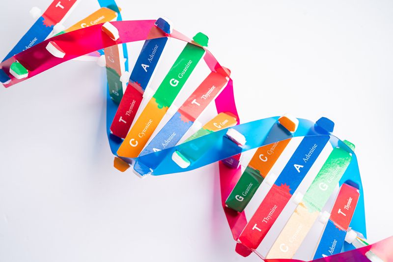 A photo showing a model of a DNA's double helix made of plastic tabs. The tabs are different colors and have their base - adenine, thymine, cytosine, and guanine - represented as the letters er A, T, C, and G.