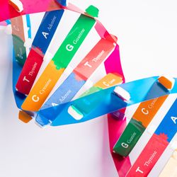 A photo showing a model of a DNA's double helix made of plastic tabs. The tabs are different colors and have their base - adenine, thymine, cytosine, and guanine - represented as the letters er A, T, C, and G.