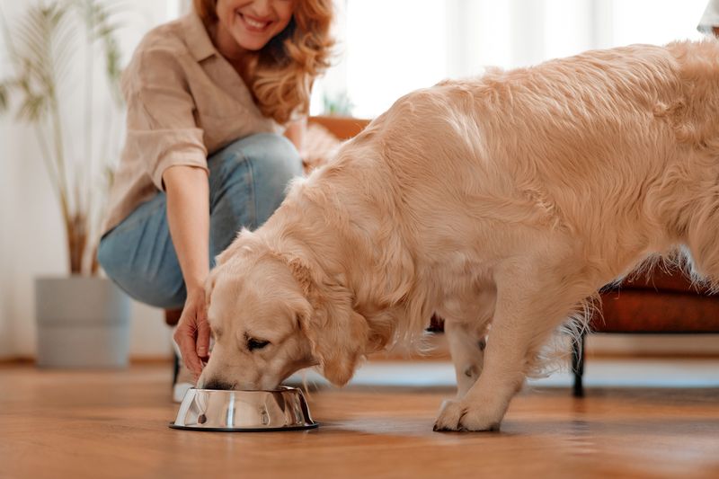 woman placing a silver food bowl down in front of a golden retriever, which has its mouth in the bowl already