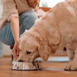 woman placing a silver food bowl down in front of a golden retriever, which has its mouth in the bowl already