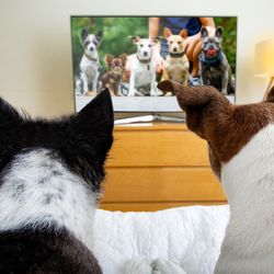 two dogs watching television