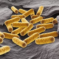 yellow rod-shaped e.coli on a textured grey background; 3D rendered image