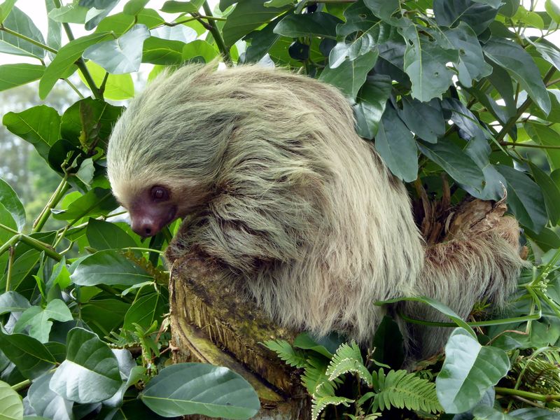 a sloth in a tree looking back over its shoulder 
