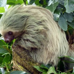a sloth in a tree looking back over its shoulder 