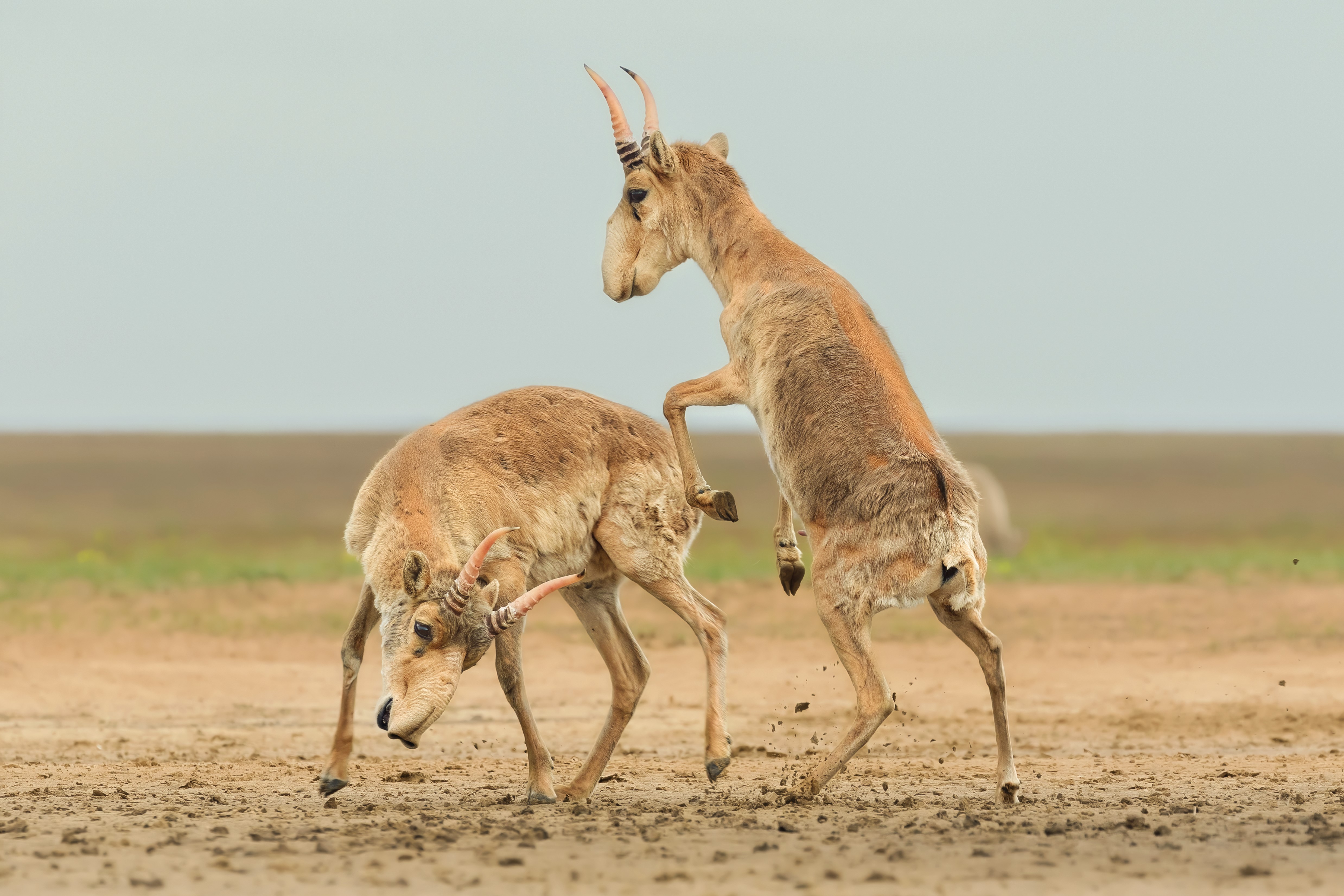 Two saiga antelope males fight with one rearing up on its hind legs