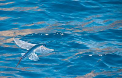 A four-winged flying fish gliding above the water surface.