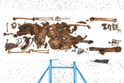 A photo showing the remains of the woman arranged on a white background. The bones of her arms are visible along with a substantial portion of her torso and abdomen which had brown tanned colored skin surrounding it. 