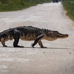 An American alligator walking across a road.