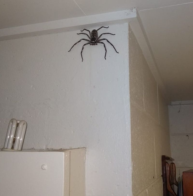 Giant huntsman spider