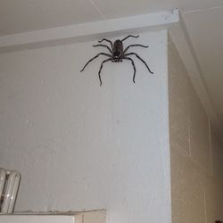 Giant huntsman spider
