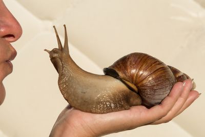 A woman prepares to kiss a giant African snail that she is holding in her hand. 