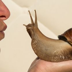 A woman prepares to kiss a giant African snail that she is holding in her hand. 