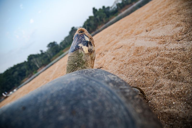 A turtle pov shot from behind its head looking at the sky. The turtle has some sand on its face. 
