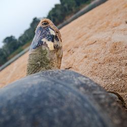 A turtle pov shot from behind its head looking at the sky. The turtle has some sand on its face. 