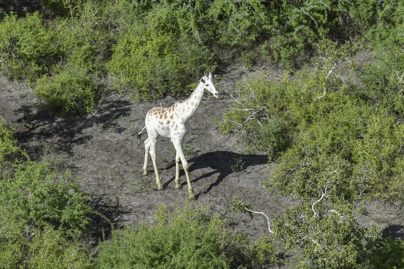 A white giraffe roams the arid savannah of Kenya. A red tranquilizer dart can be seen in its back.