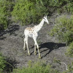 A white giraffe roams the arid savannah of Kenya. A red tranquilizer dart can be seen in its back.