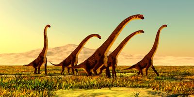 Illustration of a herd of Giraffatitan dinosaurs travel through a grassy plain in Africa during the Jurassic Period.