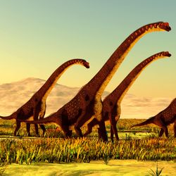 Illustration of a herd of Giraffatitan dinosaurs travel through a grassy plain in Africa during the Jurassic Period.