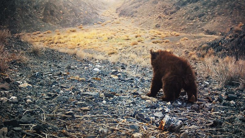 View of the rear end of a small scruffy fluffy brown gobi bear cub as it scurries away.