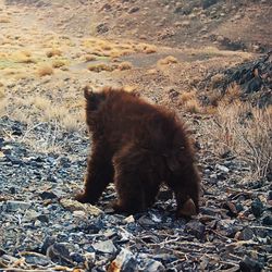 View of the rear end of a small scruffy fluffy brown gobi bear cub as it scurries away.