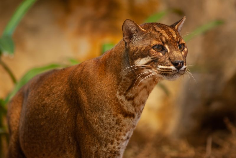 A beautiful dark golden medium sized cat sits looking to the right of the camera. The color is more spotted and white under the chin and along the chest.