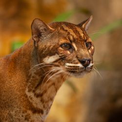 A beautiful dark golden medium sized cat sits looking to the right of the camera. The color is more spotted and white under the chin and along the chest.