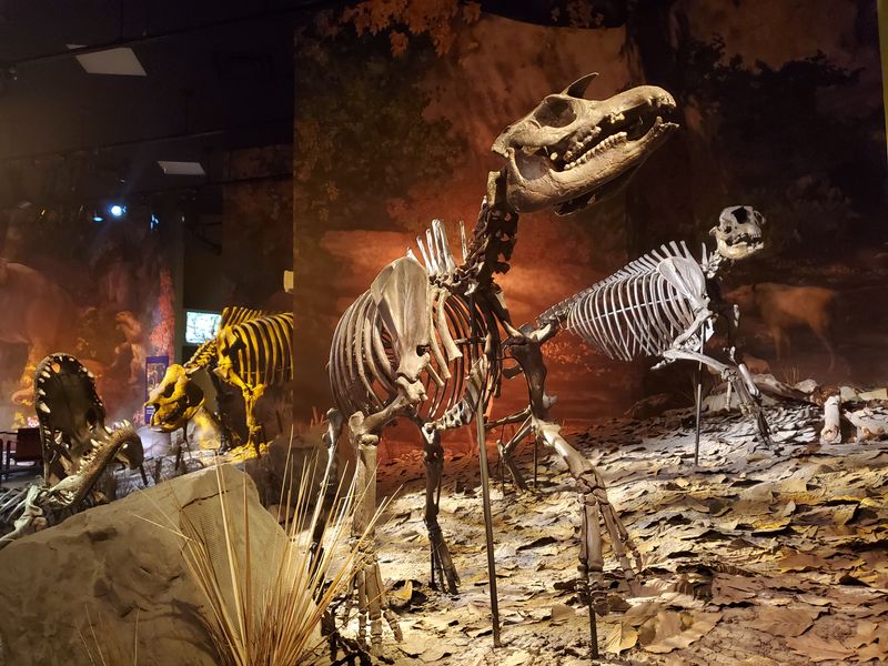 Exhibits at the Gray Fossil Site & Museum, including replicas of fossil tapirs, alligator, and rhinoceros. 