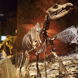 Exhibits at the Gray Fossil Site & Museum, including replicas of fossil tapirs, alligator, and rhinoceros. 