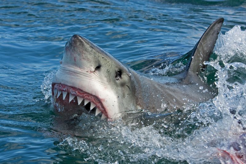 A great white shark is lifting its head out of the water as it attempt to bite on something. It's top row of teeth are hyperextended and visible above the water along with the top of its dorsal fin.