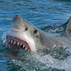A great white shark is lifting its head out of the water as it attempt to bite on something. It's top row of teeth are hyperextended and visible above the water along with the top of its dorsal fin.