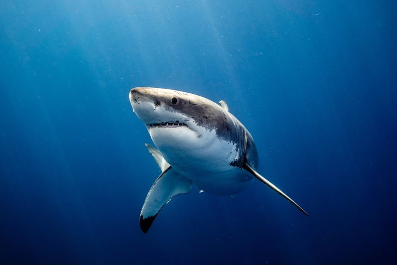 A Great white shark swimming around close up.