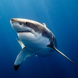 A Great white shark swimming around close up.