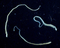Adult dwarf tapeworm Adult dwarf tapeworm