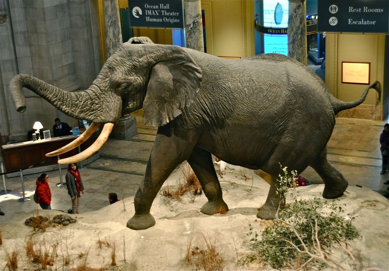 The world's largest recorded elephant, called Henry, in the entrance of Smithsonian National Museum of Natural History in Washington DC