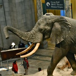The world's largest recorded elephant, called Henry, in the entrance of Smithsonian National Museum of Natural History in Washington DC