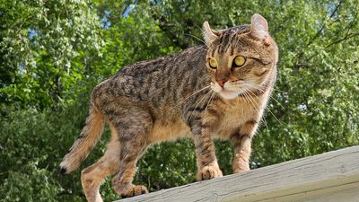 Liverpool, NS, CAN, July 8, 2023 - A highland lynx cat balancing high up on a porch railing.