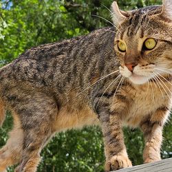 Liverpool, NS, CAN, July 8, 2023 - A highland lynx cat balancing high up on a porch railing.
