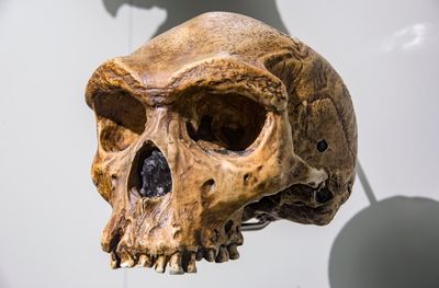 Homo Heidelbergensis skull