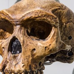 Homo Heidelbergensis skull