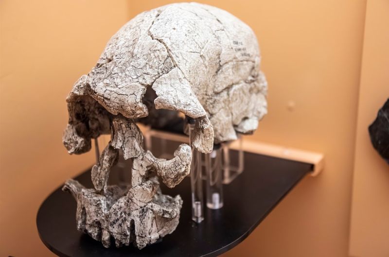 Homo rudolfensis skull