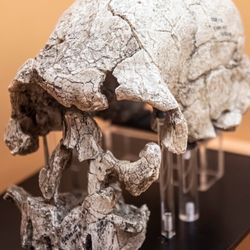 Homo rudolfensis skull